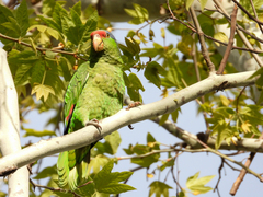Amazona finschi × viridigenalis
