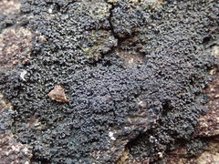 Fuscopannaria maritima
