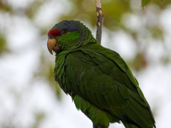 Amazona finschi × viridigenalis
