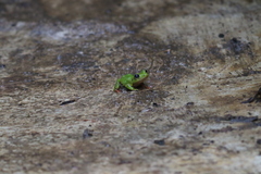 Hyperolius olivaceus