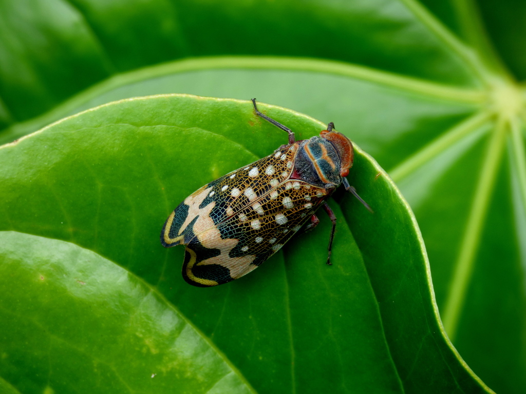 Amantia combusta