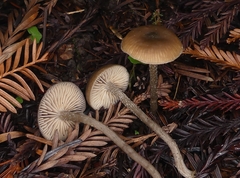 Myochromella boudieri