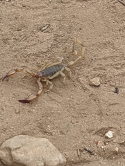 Urodacus yaschenkoi