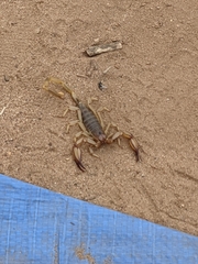 Urodacus yaschenkoi