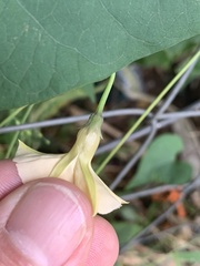 Ipomoea obscura obscura