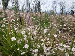 Actinotus forsythii