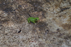 Hyperolius olivaceus