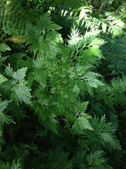 Selaginellaceae