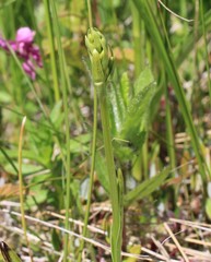 Platanthera tipuloides