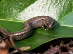 Hemiergis decresiensis