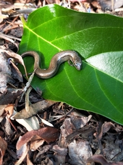 Hemiergis decresiensis