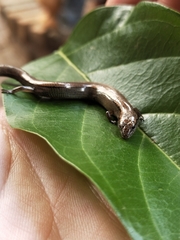 Hemiergis decresiensis