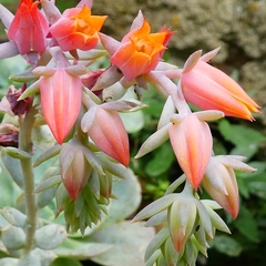 Echeveria runyonii