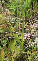 Platanthera tipuloides