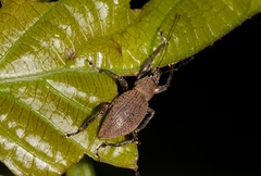 Peritelini