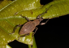 Peritelini