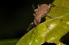 Peritelini