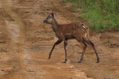 Sitatunga