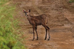 Tragelaphus spekii gratus