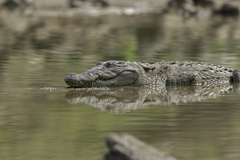 Crocodylus palustris