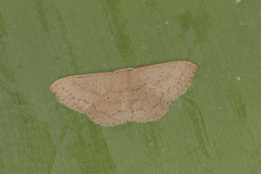 Pleuroprucha hypoxia