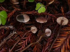 Pseudobaeospora stevensii