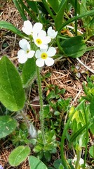 Androsace chamaejasme