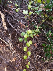 Ribes viburnifolium