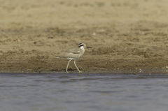 Esacus recurvirostris