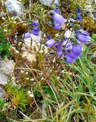 Campanula cespitosa
