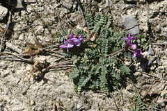 Oxytropis pauciflora