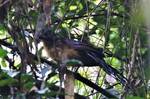 Gabon Coucal (Centropus anselli), photo 3