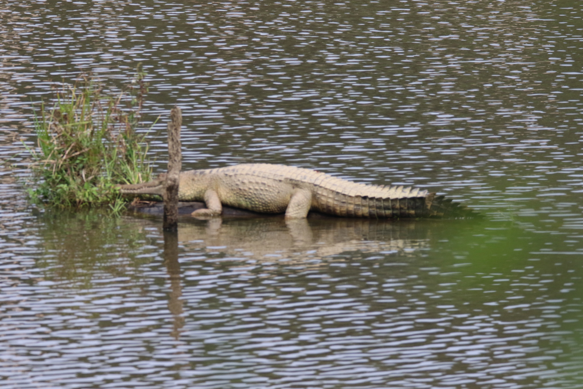 Mecistops leptorhynchus 1835)