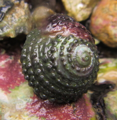 Diloma bicanaliculatum