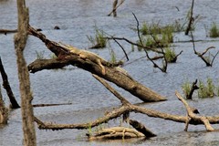 Mecistops leptorhynchus