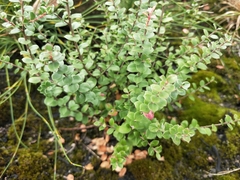 Leptospermum rotundifolium