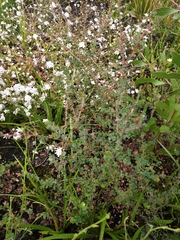 Leptospermum rotundifolium