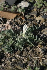 Astragalus hypogaeus