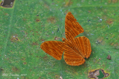 Chersonesia intermedia