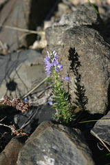 Veronica pinnata nana