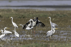 Ephippiorhynchus asiaticus