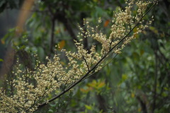 Litsea cubeba
