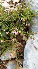 Asperula neilreichii