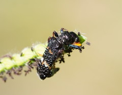 Scrobiger splendidus