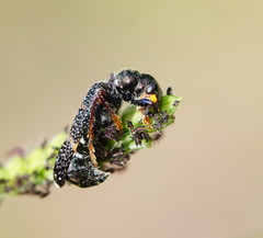 Scrobiger splendidus