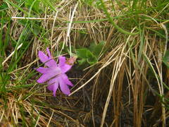 Primula integrifolia