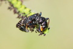 Scrobiger splendidus