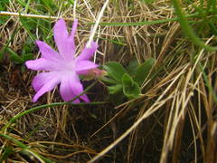 Primula integrifolia