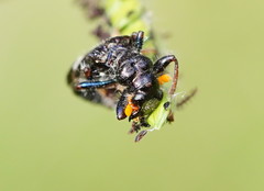 Scrobiger splendidus