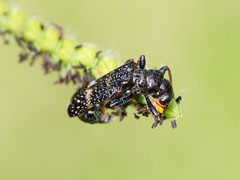 Scrobiger splendidus